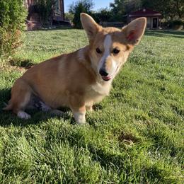 Spot - Pembroke Welsh Corgi puppy in Great Bend, Kansas from Mak-N-Hay Farms