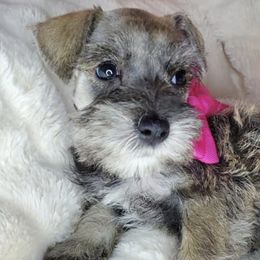 Miniature Schnauzers from Made with Love