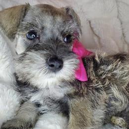 Miniature Schnauzers from Made with Love