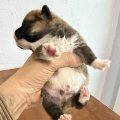 Klaus Algiz Gebo - Red male Pembroke Welsh Corgi puppy in Hallandalle, Florida from Algiz Gebo