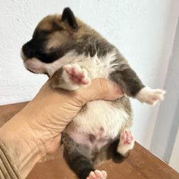 Klaus Algiz Gebo - Red male Pembroke Welsh Corgi puppy in Hallandalle, Florida from Algiz Gebo