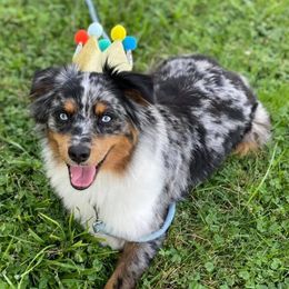 Miniature Australian Shepherds from C4 Australian Shepherds