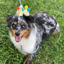 Miniature Australian Shepherds from C4 Australian Shepherds