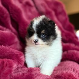 Cash - Tri-colored male Pomeranian puppy in Waterloo, Indiana from Garcias Pomeranian