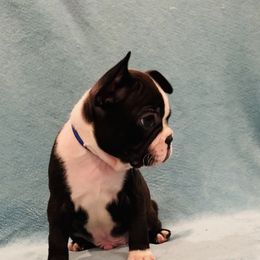 Boston Terrier Puppies from Helton’s Boston Terriers