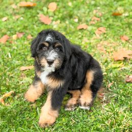 Lucario - male Australian Mountain Doodle puppy in Pittsburgh, Pennsylvania from WestPenn Doodles LLC