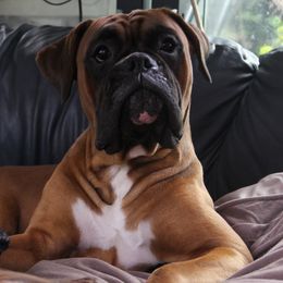 Boxers from HubertTotzke Boxer Kennels