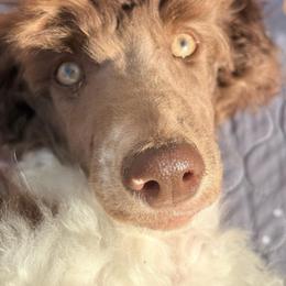 MiniMe - Parti male Poodle puppy in Meadowbrook, California from Standard Poodle Pups