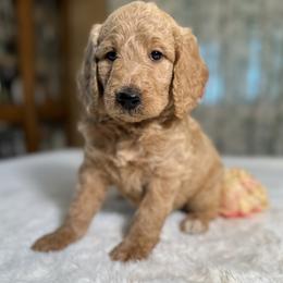 Ginger - Apricot female Goldendoodle puppy in Osage City, Kansas from Golden Ridge Goldens