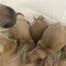 Miss Minnie - Cream female Dachshund puppy in Lake Mary, Florida from Lakeside Doxies