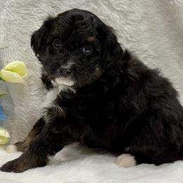 Grey collar toy - Black tri-color male Aussiedoodle puppy in 32046, Florida from River Hill Ranch