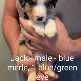 Aussiedoodle, Australian Shepherd, and Golden Retriever Puppies from Hope & Joy Acres