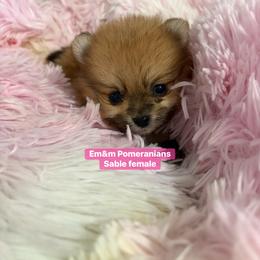 Sable - Orange sable female Pomeranian puppy in Kentucky from Em&M Pomeranians