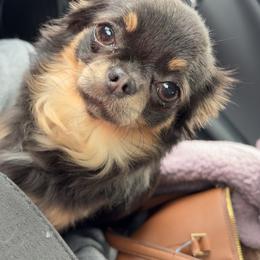 Raven - Chihuahua