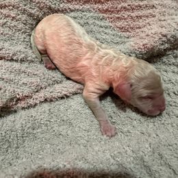 Girl 2 - Cream female Goldendoodle puppy in Wittenberg, Wisconsin from Cedar River Kennel