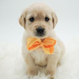 Tulip - Light golden female Golden Retriever puppy in Elmwood Park, Illinois from HuskiesAndGoldensWithFinesse