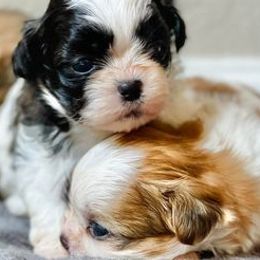Shih Tzus from Jasper Shih Tzu