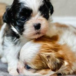 Shih Tzus from Jasper Shih Tzu