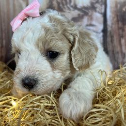 Pink Collar Girl - female Cavapoochon puppy in Waterford, California from Windy Hill Doodles