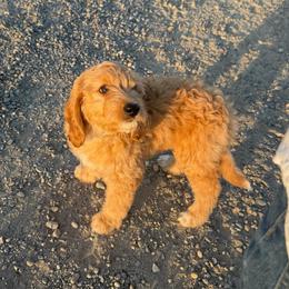 Reba - female Australian Mountain Doodle puppy in Melba, Idaho from Sleepy Hollow Mountain Doodles