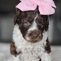 Paisley - Chocolate female Australian Labradoodle puppy in Glenford, Ohio from Mi-De Doodles