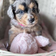 Pink collar - Blue merle female Aussiedoodle puppy in Valdosta, Georgia from Fifth Day Farm