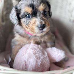 Pink collar - Blue merle female Aussiedoodle puppy in Valdosta, Georgia from Fifth Day Farm