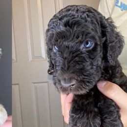 Labradoodles from The Sanchez Farmily