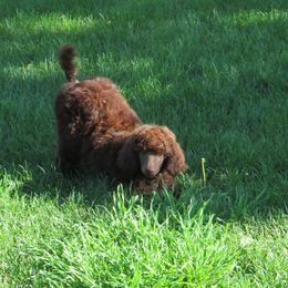 Poodle Puppies from Big Sky Poodles