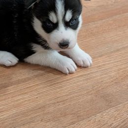 Snowball - Black and white female Siberian Husky puppy in Paola, Kansas from East Inn Huskies