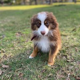 Miniature Australian Shepherd Puppies from Peace Creek Aussies