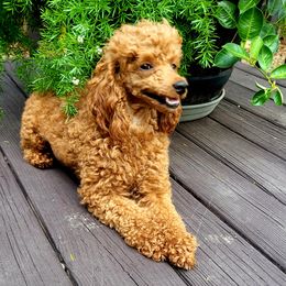 Luna - Poodle