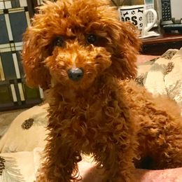 Goldendoodles and Poodles from Doodles & Poodles by Tiki