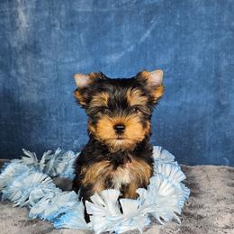Male pup 1 - Black and gold male Yorkshire Terrier puppy in Polk City, Florida from Yorkies by Casey