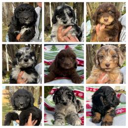 Aussiedoodle and Australian Shepherd Puppies from Dollface Aussies
