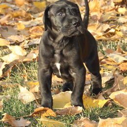 Great Dane Puppies from Dunn Right Ranch