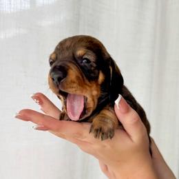 DUDLEY - Sable male Dachshund puppy in Paso Robles, California from Drift & Dash Dachshunds