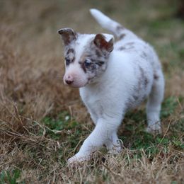 Rachel - Red merle female Border Collie puppy in Alabama from Bar C Farms
