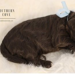 Russet - Chocolate male Australian Labradoodle puppy in Winter Haven, Florida from Southern Cove Labradoodles