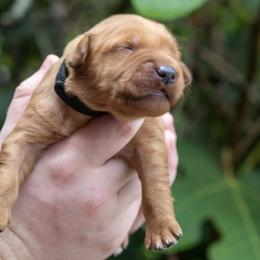 Boy 4 - male Golden Retriever puppy in Gonzales, Louisiana from True Grit Golden Retrievers
