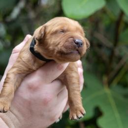 Boy 4 - male Golden Retriever puppy in Gonzales, Louisiana from True Grit Golden Retrievers