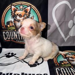 Crew - Merle male Chihuahua puppy in Palmyra, Indiana from Country Star Chihuahuas