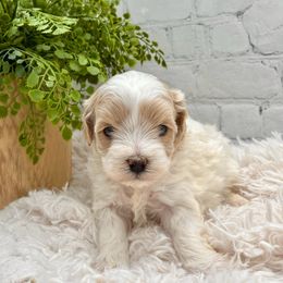 Maltipoo Puppies from Grassy Meadow Pups