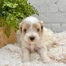 Maltipoo Puppies from Grassy Meadow Pups