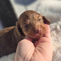 Theodore - Chocolate and tan male Dachshund puppy in Mcminnville, Tennessee from Red Barn Farms Minis