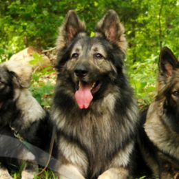 Shiloh Shepherds from Imladris Shilohs