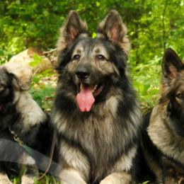 Shiloh Shepherds from Imladris Shilohs