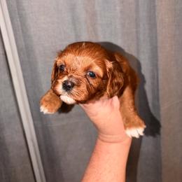 Star - Red female Cavapoo puppy in Hickory, North Carolina from Homegrown Spaniels
