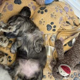Bo Peep - Chocolate and tan female Dachshund puppy in Elizabeth, Colorado from Wieners are Wonderful