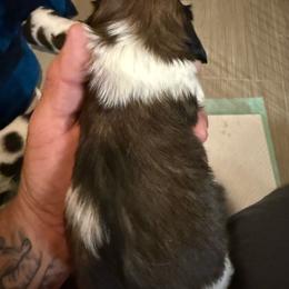 Boy 2 - Red male Dachshund puppy in Paisley, Florida from Pantheon Dachshunds